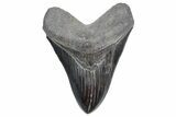 Fossil Megalodon Tooth - South Carolina #360761-1